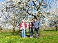 11 Cerisiers en fleurs dans l&#39;Ortenau Mösbach 10 04 2016 19